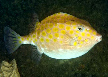 六棱箱科 Aracanidae 蓝色动物学